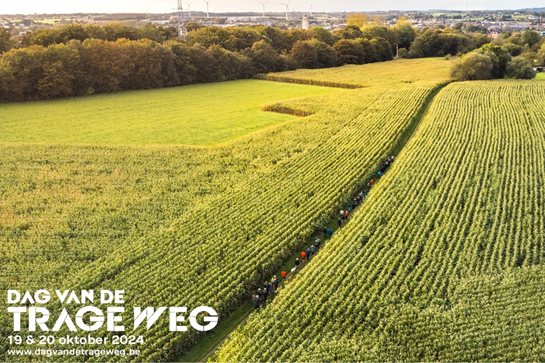 Campagnebeeld Dag van de Trage weg. Wandelaars wandelen op een smal zandpad tussen de maïsvelden