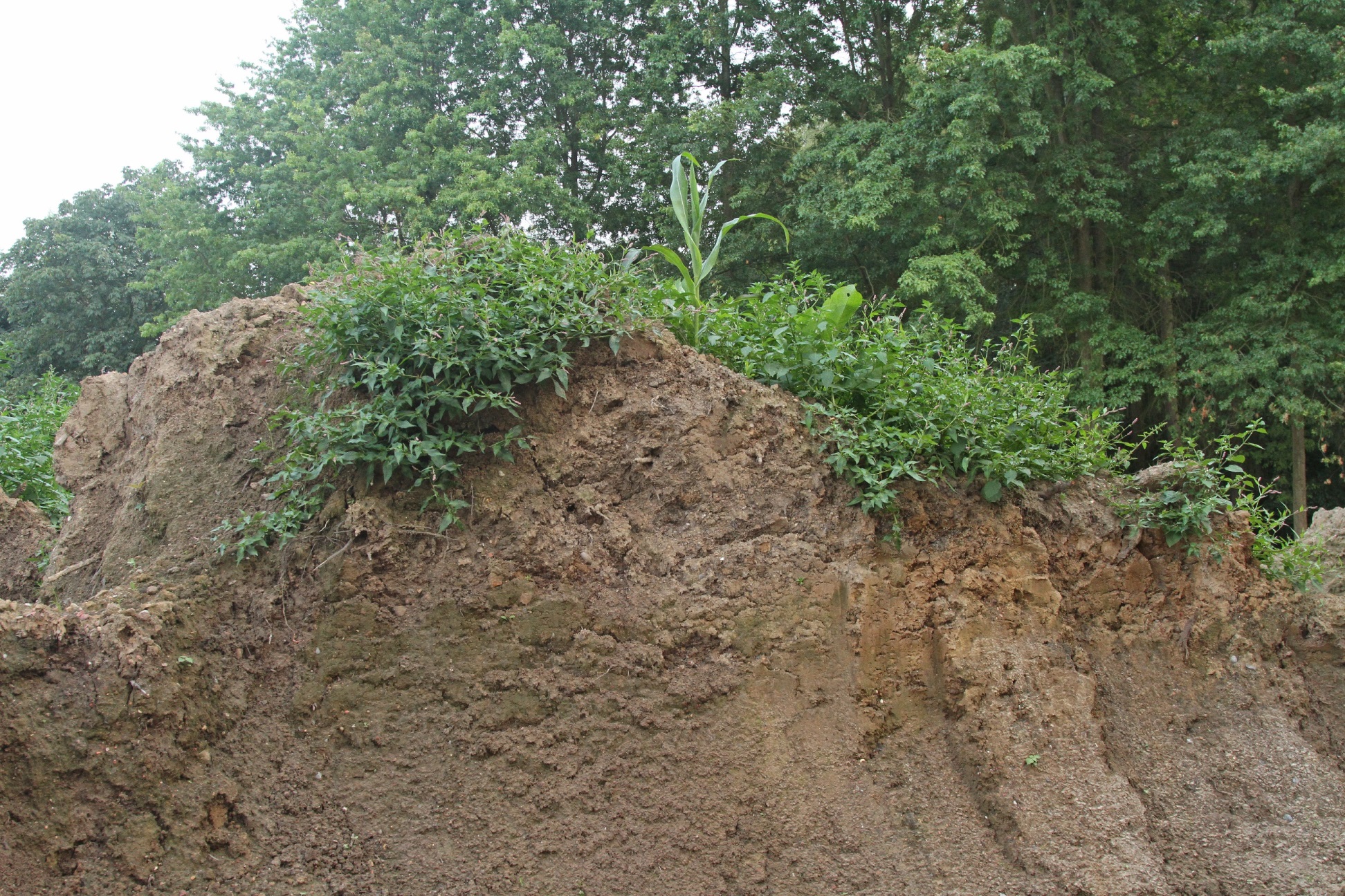 steile zandhoop met begroeiing in Hoeselt
